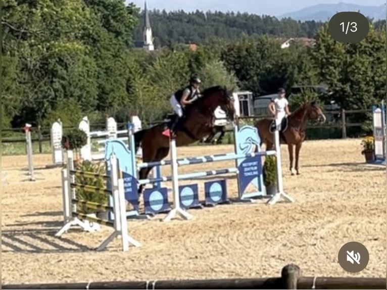 Caballo de salto Oldenburgo Caballo castrado 8 años 178 cm Castaño in Laufen Caballo de salto Oldenburgo Caballo castrado 8 años 178 cm Castaño in Laufen