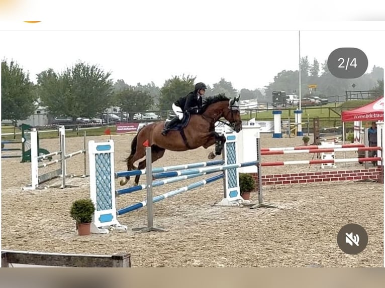 Caballo de salto Oldenburgo Caballo castrado 8 años 178 cm Castaño in Laufen Caballo de salto Oldenburgo Caballo castrado 8 años 178 cm Castaño in Laufen