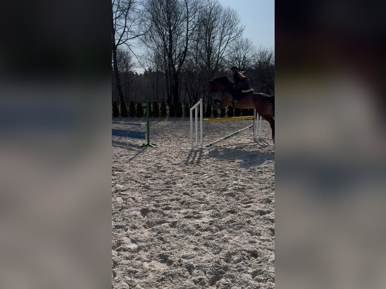 Caballo de salto Oldenburgo Caballo castrado 8 años 178 cm Castaño in Orpelów