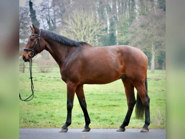 Caballo de salto Oldenburgo Caballo castrado 8 años 185 cm Castaño in Syke