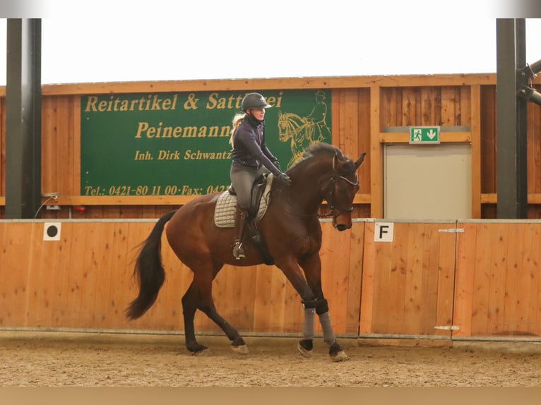 Caballo de salto Oldenburgo Caballo castrado 8 años 185 cm Castaño in Syke