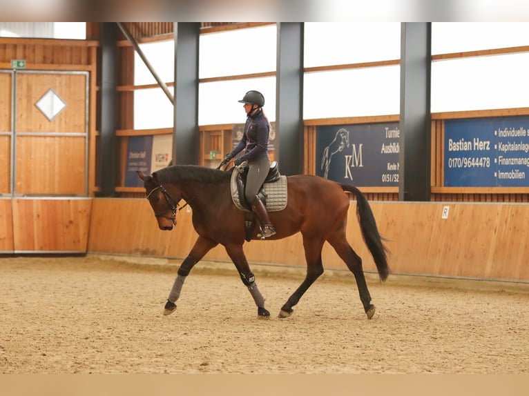 Caballo de salto Oldenburgo Caballo castrado 8 años 185 cm Castaño in Syke