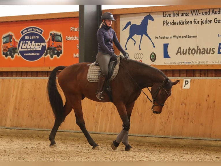 Caballo de salto Oldenburgo Caballo castrado 8 años 185 cm Castaño in Syke