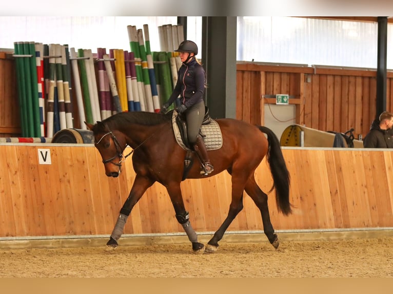 Caballo de salto Oldenburgo Caballo castrado 8 años 185 cm Castaño in Syke