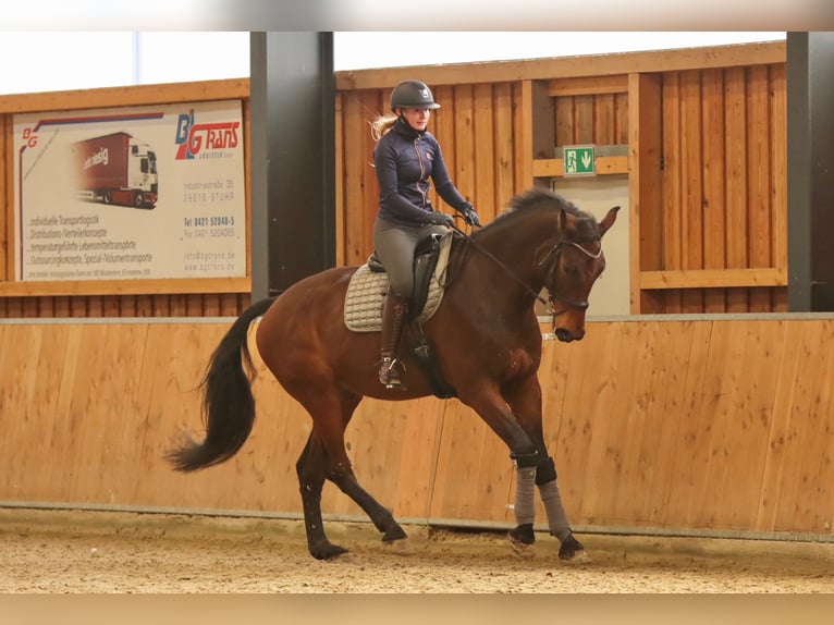 Caballo de salto Oldenburgo Caballo castrado 8 años 185 cm Castaño in Syke