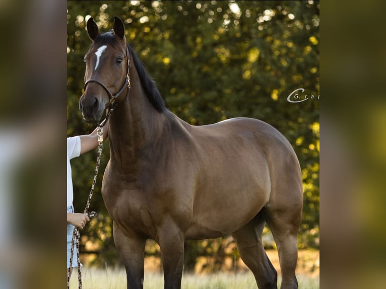 Caballo de salto Oldenburgo Caballo castrado 9 años 167 cm Castaño in Heddesheim Caballo de salto Oldenburgo Caballo castrado 9 años 167 cm Castaño in Heddesheim