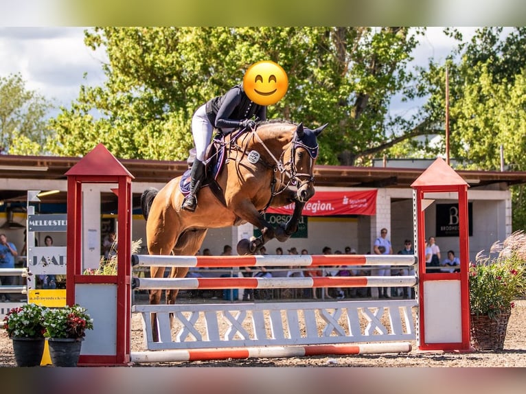 Caballo de salto Oldenburgo Caballo castrado 9 años 167 cm Castaño in Heddesheim Caballo de salto Oldenburgo Caballo castrado 9 años 167 cm Castaño in Heddesheim