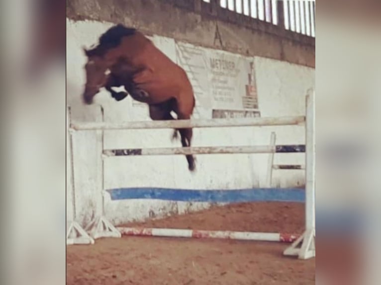 Caballo de salto Oldenburgo Caballo castrado 9 años 167 cm Castaño claro in PlothenSchleiz
