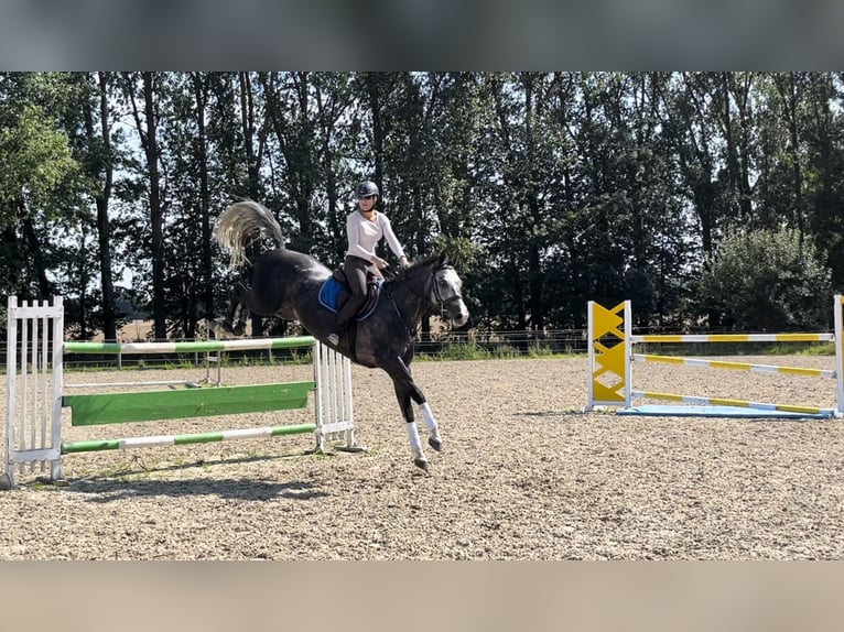 Caballo de salto Oldenburgo Caballo castrado 9 años 167 cm Tordo in Elmenhorst