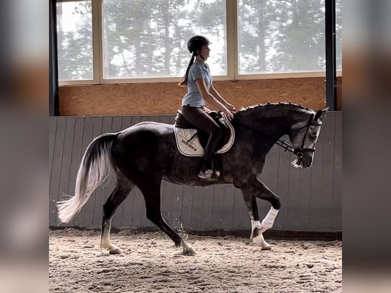 Caballo de salto Oldenburgo Caballo castrado 9 años 167 cm Tordo in Elmenhorst