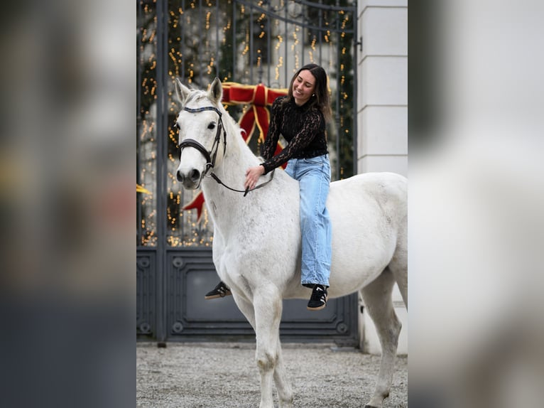 Caballo de salto Oldenburgo Caballo castrado 9 años 168 cm Tordo picazo in Jettingen-Scheppach