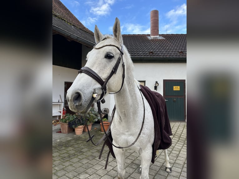 Caballo de salto Oldenburgo Caballo castrado 9 años 168 cm Tordo picazo in Jettingen-Scheppach