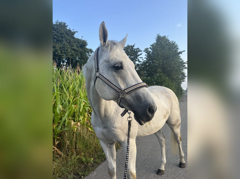 Caballo de salto Oldenburgo Caballo castrado 9 años 168 cm Tordo picazo in Jettingen-Scheppach