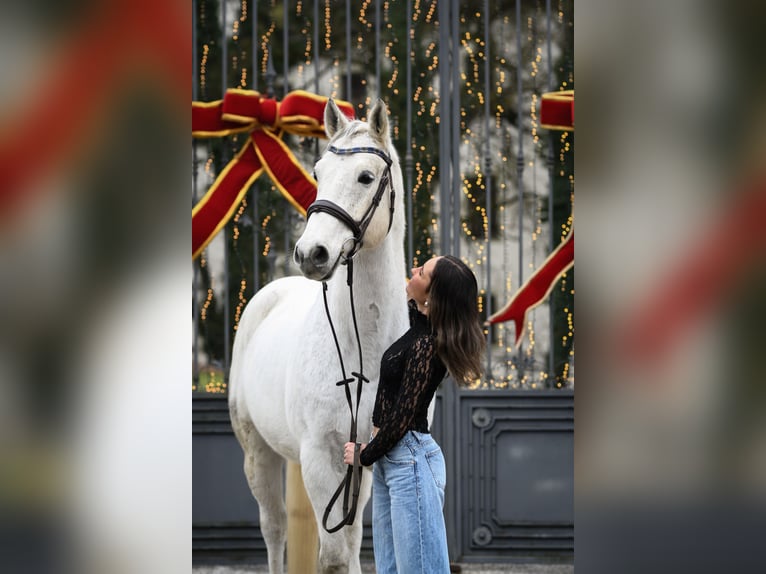 Caballo de salto Oldenburgo Caballo castrado 9 años 168 cm Tordo picazo in Jettingen-Scheppach