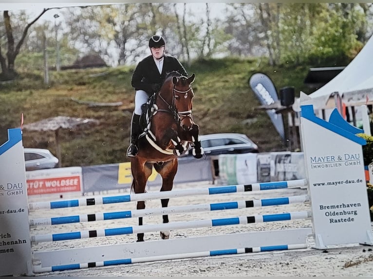 Caballo de salto Oldenburgo Caballo castrado 9 años 169 cm Castaño in Emden