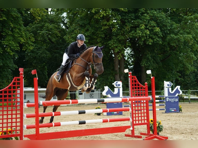 Caballo de salto Oldenburgo Caballo castrado 9 años 170 cm Castaño in Schwaan