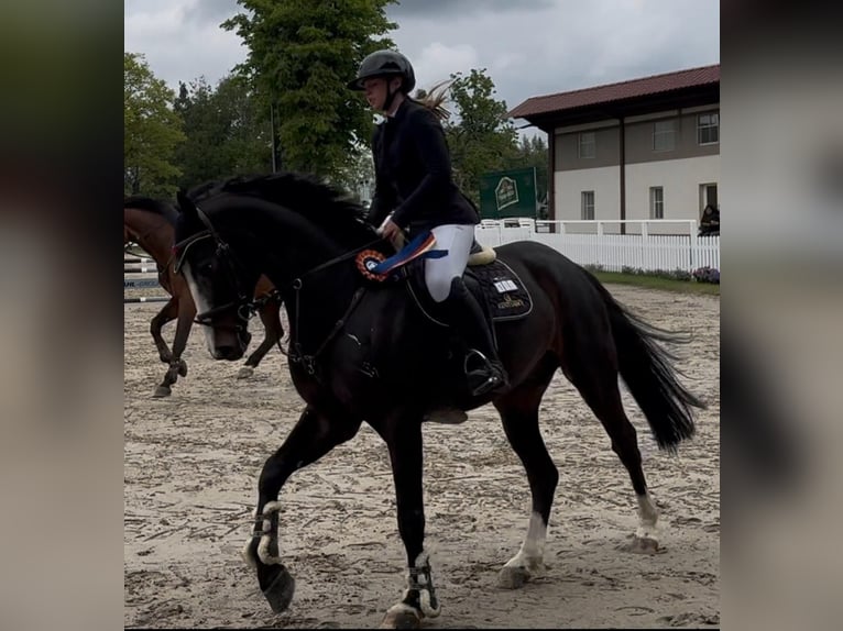 Caballo de salto Oldenburgo Caballo castrado 9 años 170 cm Morcillo in Flörsheim
