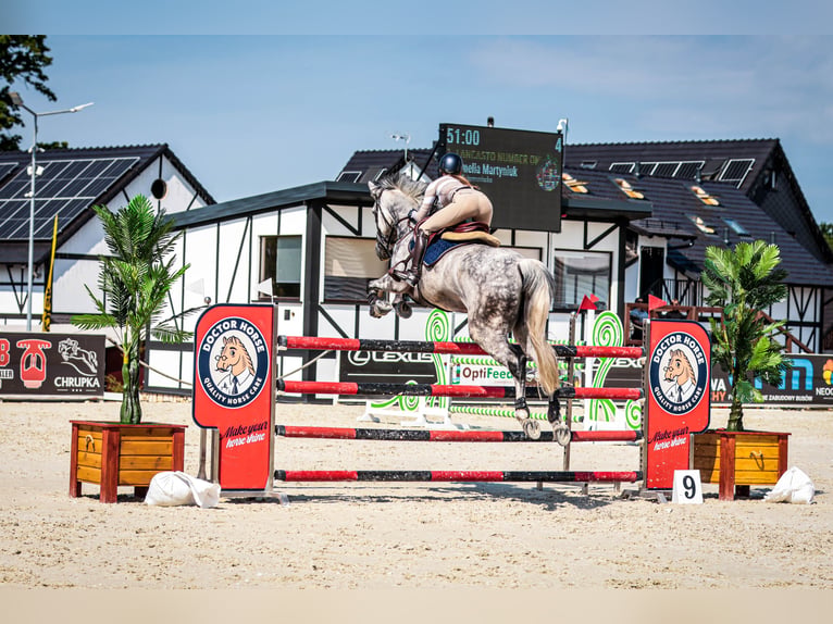 Caballo de salto Oldenburgo Caballo castrado 9 años 171 cm Tordo in Kaczenice