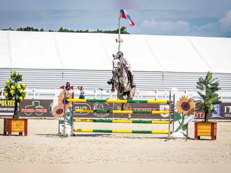 Caballo de salto Oldenburgo Caballo castrado 9 años 171 cm Tordo in Kaczenice