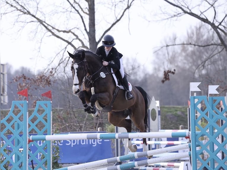 Caballo de salto Oldenburgo Caballo castrado 9 años 172 cm Castaño oscuro in Gyhum