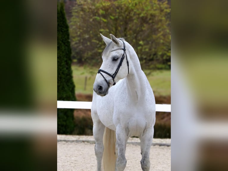 Caballo de salto Oldenburgo Caballo castrado 9 años 172 cm Tordo in Korntal-Münchingen