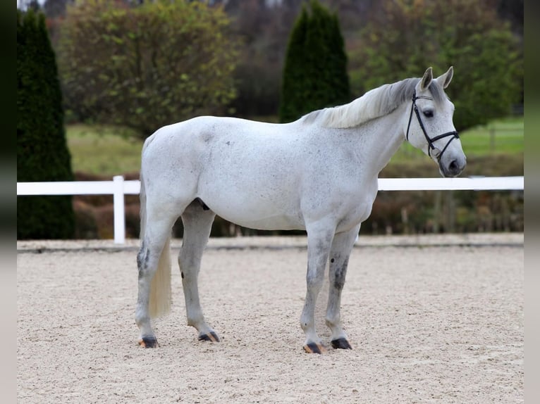 Caballo de salto Oldenburgo Caballo castrado 9 años 172 cm Tordo in Korntal-Münchingen
