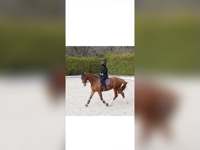 Caballo de salto Oldenburgo Caballo castrado 9 años 174 cm Alazán in Rheinfelden