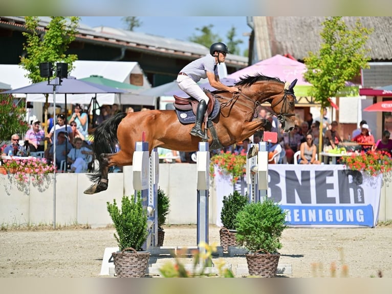 Caballo de salto Oldenburgo Caballo castrado 9 años 176 cm Castaño in Weisendorf