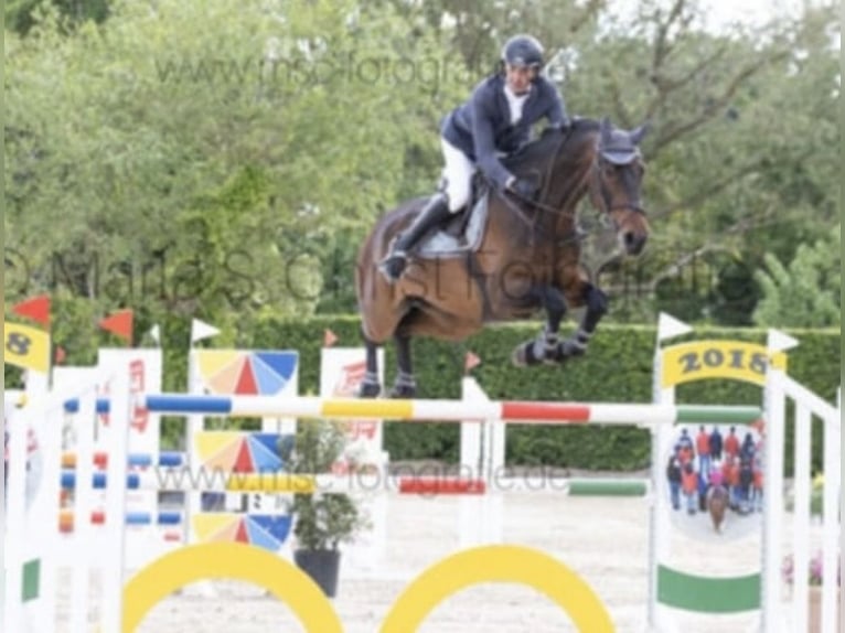 Caballo de salto Oldenburgo Caballo castrado 9 años 176 cm Castaño oscuro in Büdingen