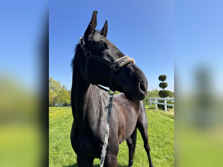 Caballo de salto Oldenburgo Caballo castrado 9 años 178 cm Castaño oscuro in DinslakenDinslaken