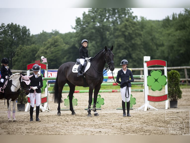 Caballo de salto Oldenburgo Caballo castrado 9 años 181 cm Negro in WuppertalWuppertal