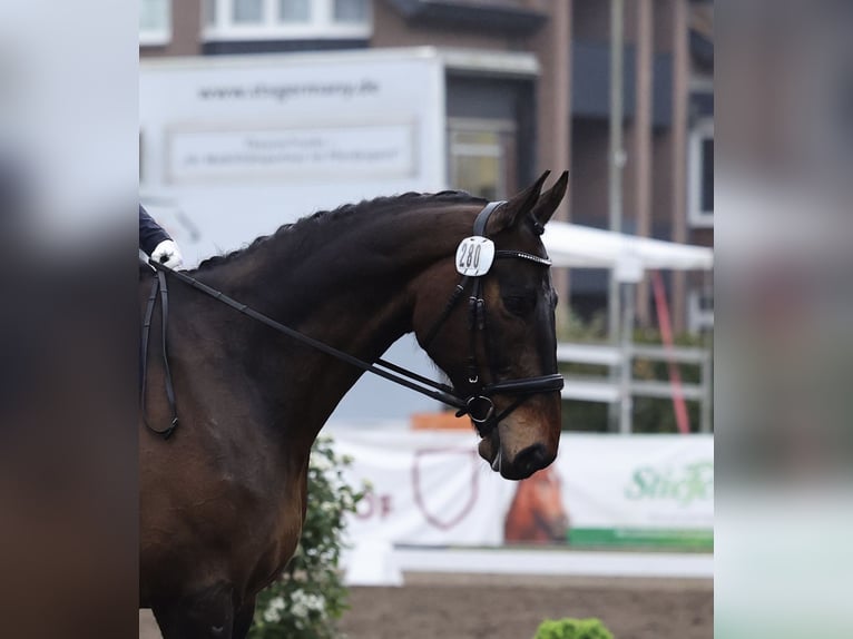 Caballo de salto Oldenburgo Caballo castrado 9 años 184 cm Castaño oscuro in Malente
