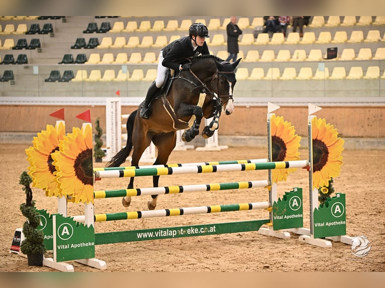 Caballo de salto Oldenburgo Caballo castrado 9 años Castaño oscuro in Wels