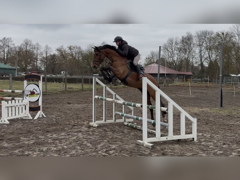 Caballo de salto Oldenburgo Semental 10 años 165 cm Castaño in Halle