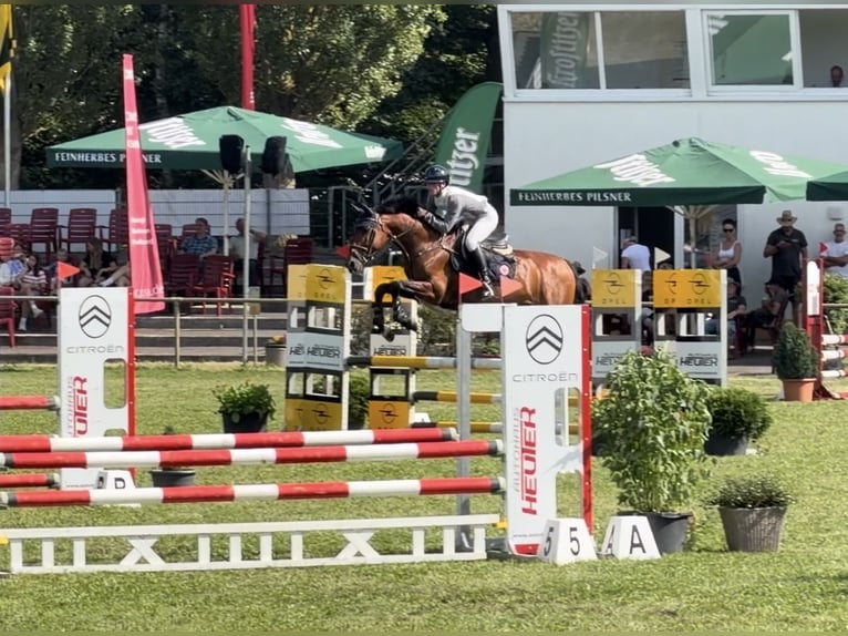 Caballo de salto Oldenburgo Semental 10 años 165 cm Castaño in Halle
