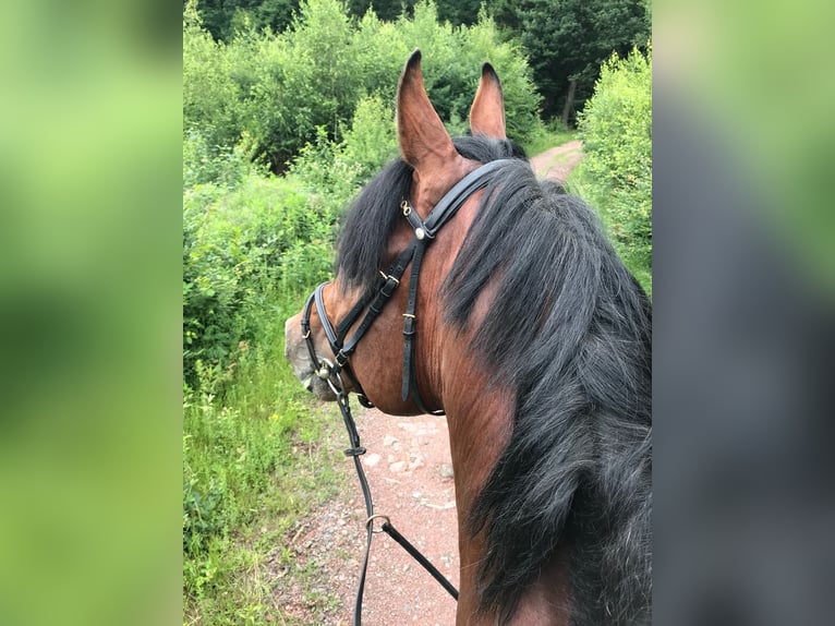 Caballo de salto Oldenburgo Semental 14 años 172 cm Castaño in Quierschied