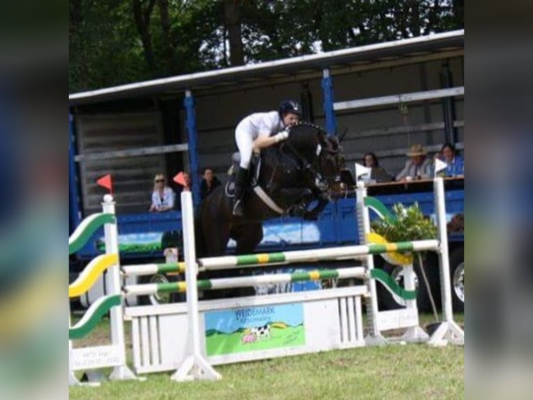 Caballo de salto Oldenburgo Semental 16 años 168 cm Morcillo in Walchum