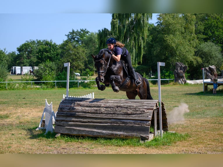 Caballo de salto Oldenburgo Semental 16 años 168 cm Morcillo in Walchum