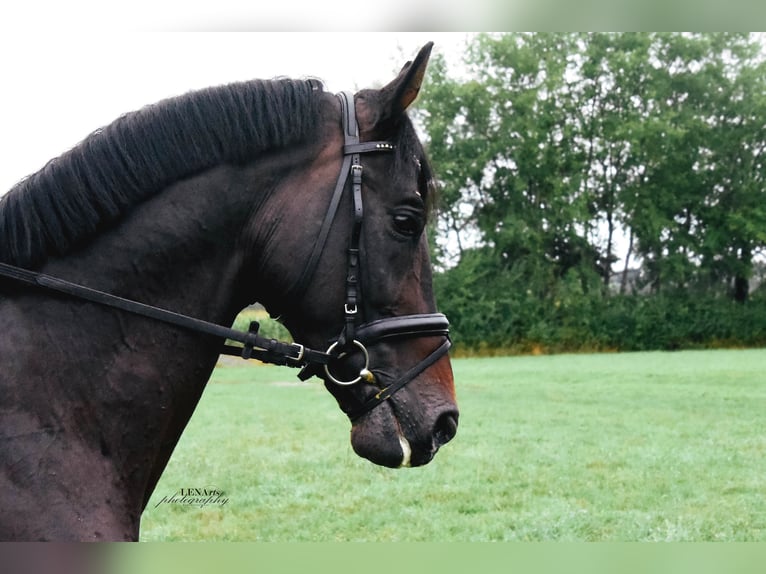 Caballo de salto Oldenburgo Semental 16 años 168 cm Morcillo in Walchum