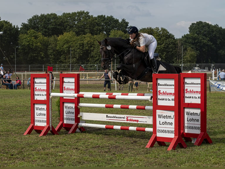 Caballo de salto Oldenburgo Semental 16 años 168 cm Morcillo in Walchum