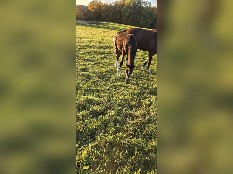 Caballo de salto Oldenburgo Semental 1 año 135 cm Castaño oscuro in Ludwigshafen am Rhein