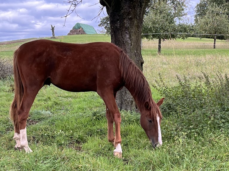 Caballo de salto Oldenburgo Semental 1 año 154 cm Alazán in Niddatal