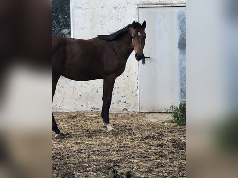 Caballo de salto Oldenburgo Semental 1 año 162 cm Castaño in Hiddenhausen