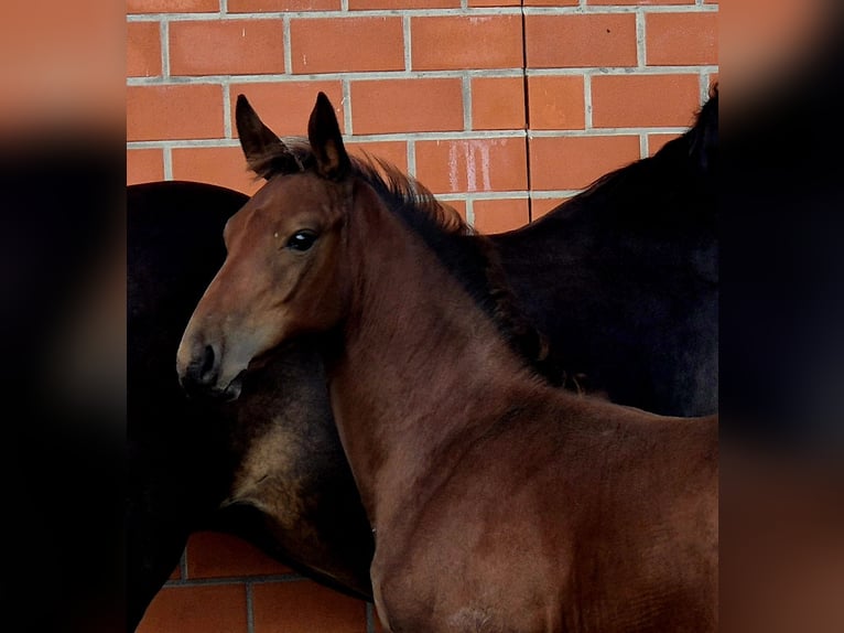 Caballo de salto Oldenburgo Semental 1 año 169 cm Castaño in Ochtersum