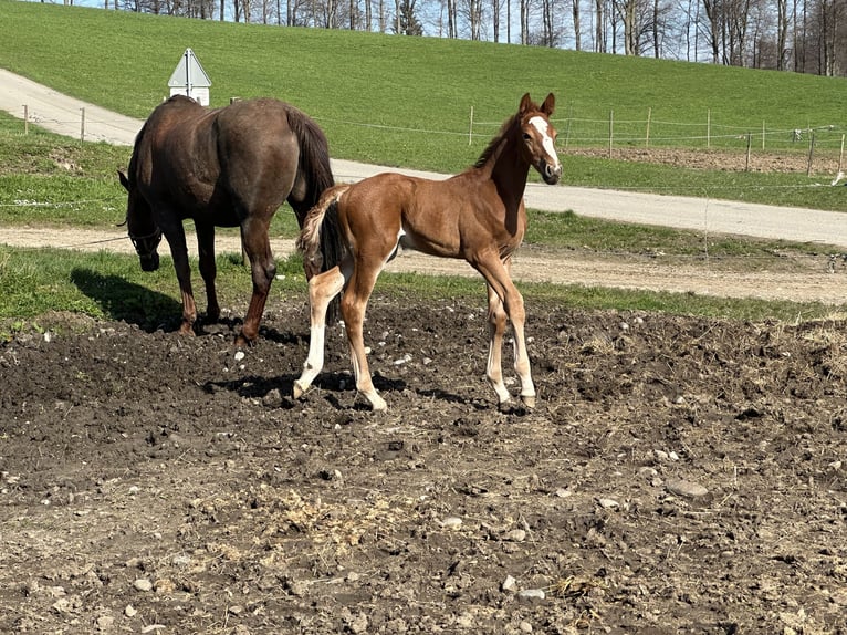 Caballo de salto Oldenburgo Semental 1 año 170 cm Alazán in Berg