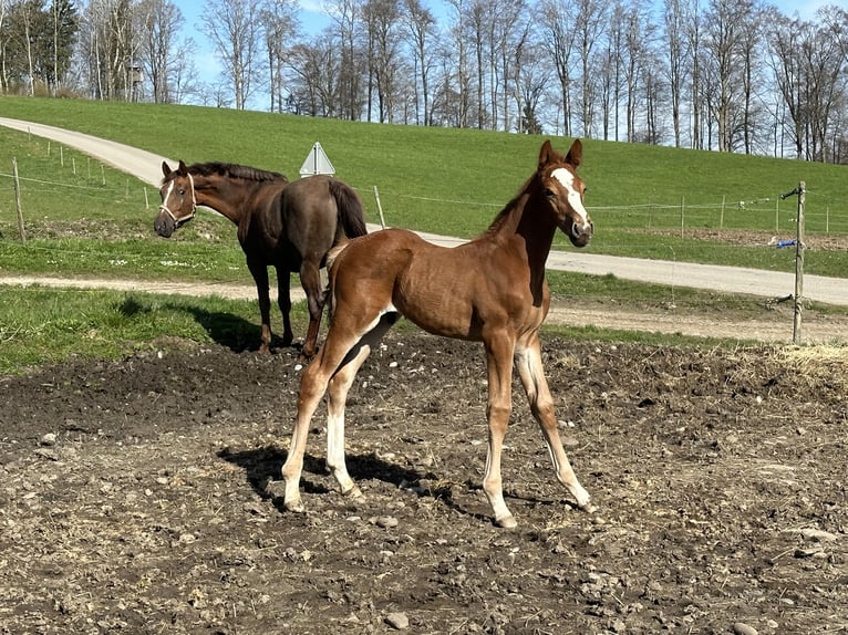 Caballo de salto Oldenburgo Semental 1 año 170 cm Alazán in Berg