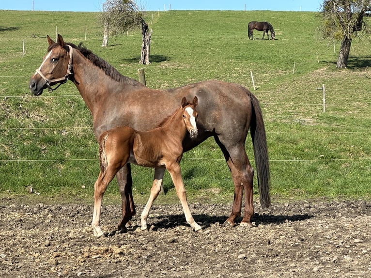 Caballo de salto Oldenburgo Semental 1 año 170 cm Alazán in Berg