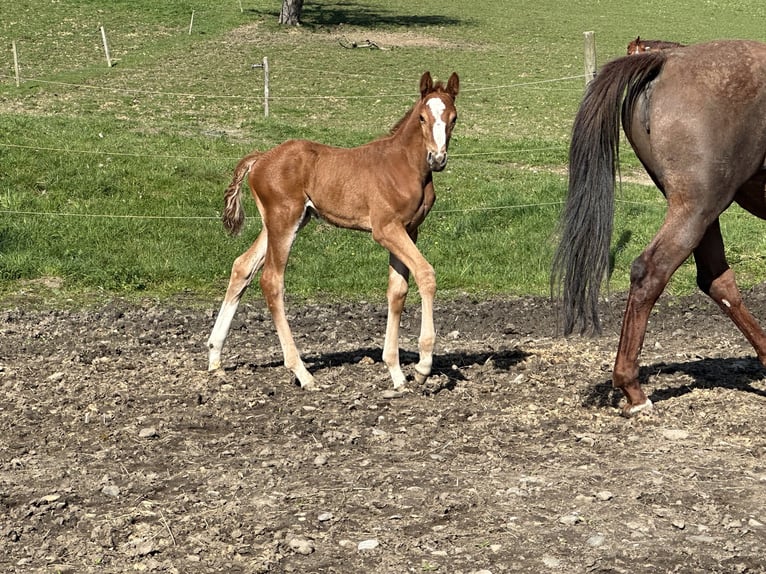 Caballo de salto Oldenburgo Semental 1 año 170 cm Alazán in Berg