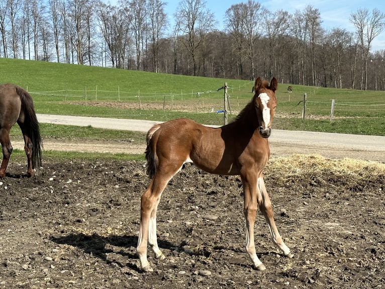 Caballo de salto Oldenburgo Semental 1 año 170 cm Alazán in Berg