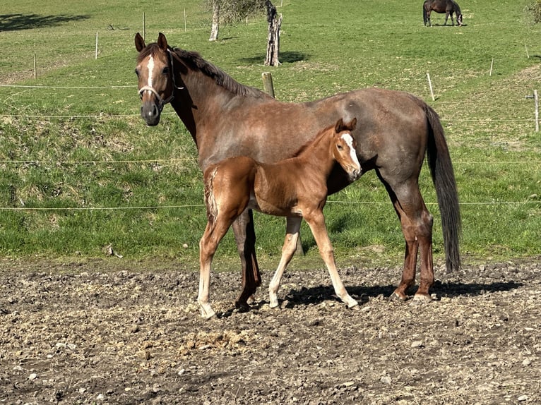 Caballo de salto Oldenburgo Semental 1 año 170 cm Alazán in Berg